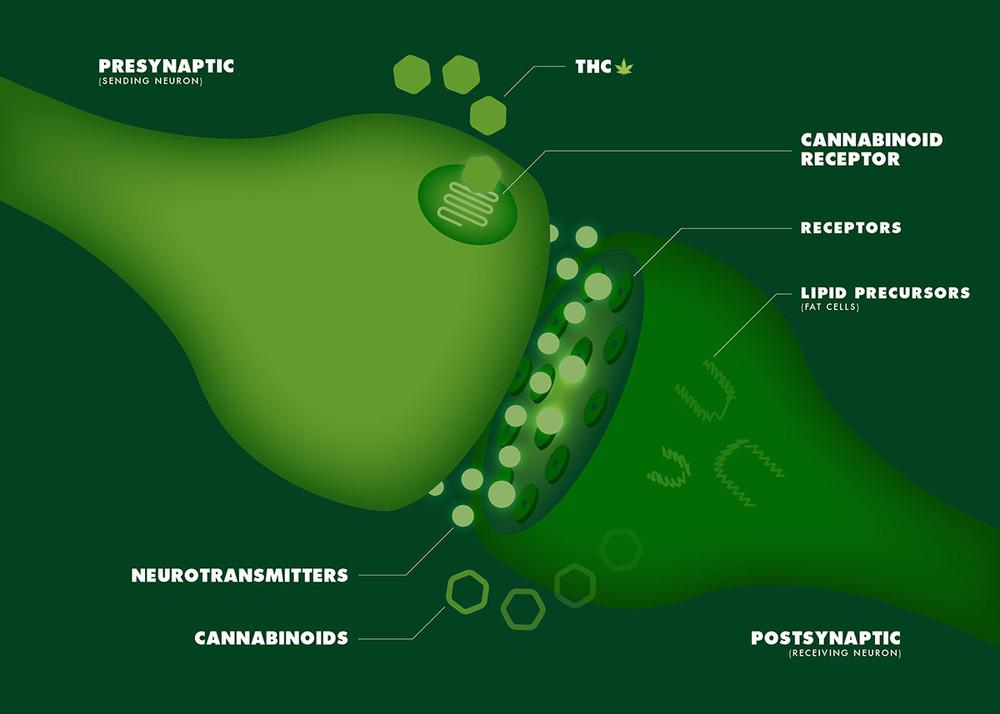 Endocannabinoid system graphic
