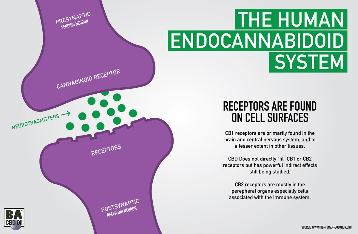 bad-ass-endocannabinoid-system-graphic